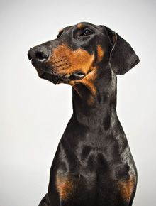 what is doberman dcm