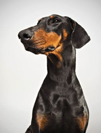 veterinary-dog-doberman-profile-108200766_220.jpg