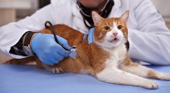 veterinary-preventive-care-for-young-healthy-pets-in-vet-clinic-shutterstock-575564770_450.jpg