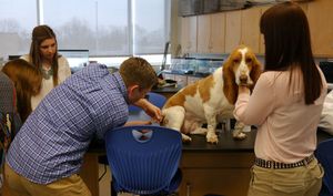 basset_450.jpg