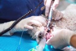 Veterinary Dentistry Specialists expands with new clinic