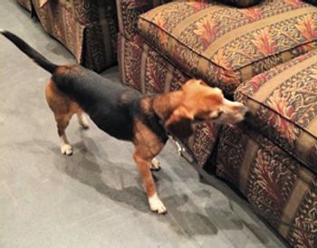 beaglebug-mainbody4.jpg