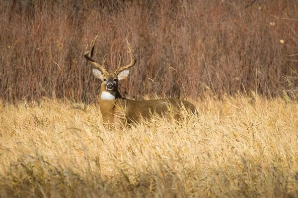 USDA launches New World screwworm resources for wildlife professionals, hunters