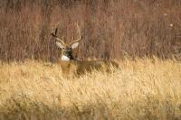 USDA launches New World screwworm resources for wildlife professionals, hunters