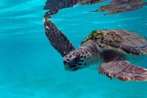 Loggerhead turtle on the Adriatic Sea