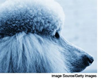 veterinary_poodle_obama_wd-550855-1384670483710.jpg