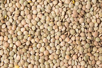 veterinary-lentil-grain-free-AdobeStock_135357235_450.jpg