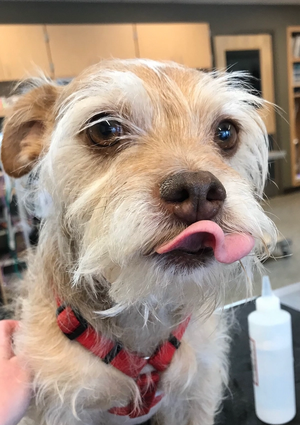 Sweet dreams: Use of low-dose dexmedetomidine for perioperative management of canine insulinoma