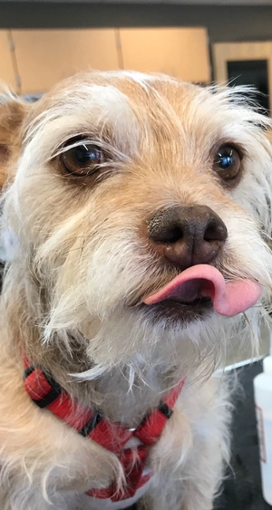 Sweet dreams: Use of low-dose dexmedetomidine for perioperative management of canine insulinoma
