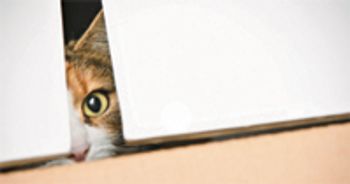 veterinary-box-cat-peek-104222698-839412-1404210313260.jpg