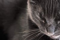 veterinary_cat_sleep_1010-688923-1384228642044.jpg