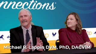 How Parvo is wreaking havoc on the pet community