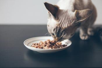 Cat eating wet food