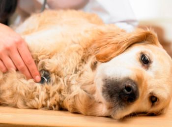 New_old_dog-797683-1384156505575.jpg