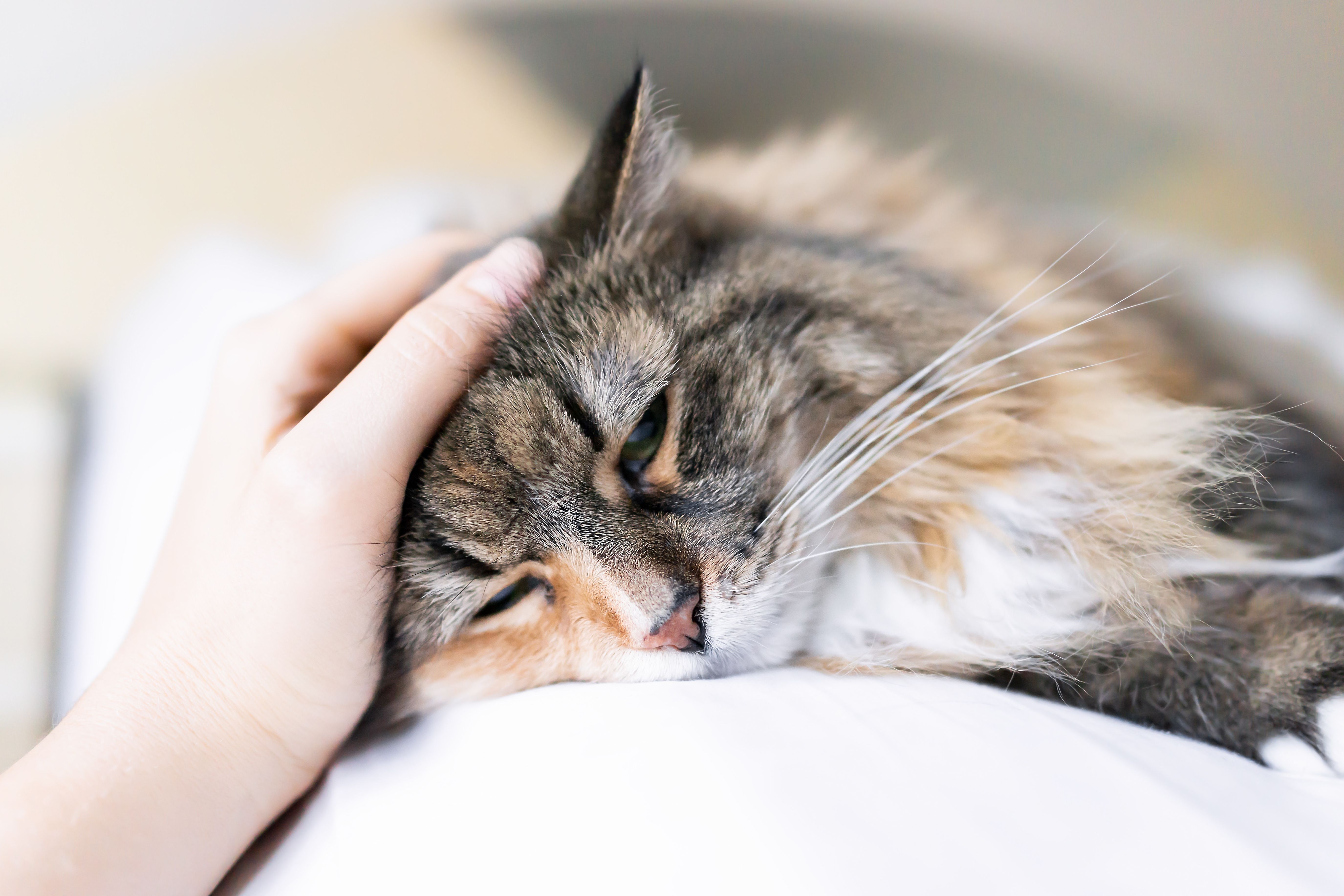 cat not feeling well with owner petting it