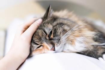 cat not feeling well with owner petting it