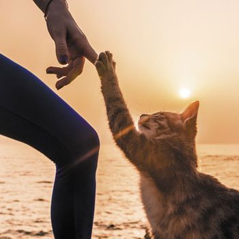 veterinary-young-yoga-woman-in-bodysuit-450px-shutterstock-770472871.jpg