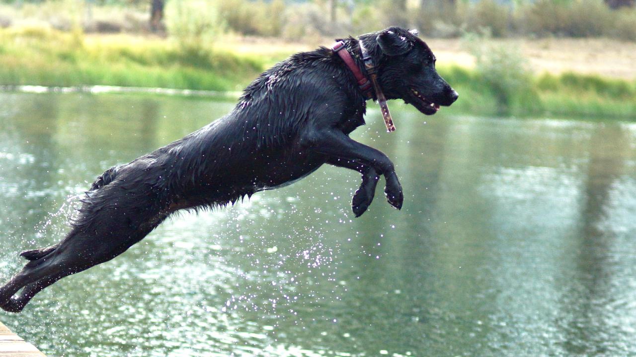 Picture of Canine death cap mushroom poisoning causes unreported consequence | dvm360