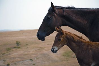 veterinary_dvm_foal_460-648375-1384338989890.jpg