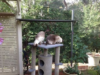 catio-3-450.jpg