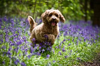 dog playing in field