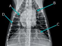 how long can dogs live with pulmonary hypertension