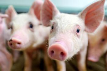 pig vaccine