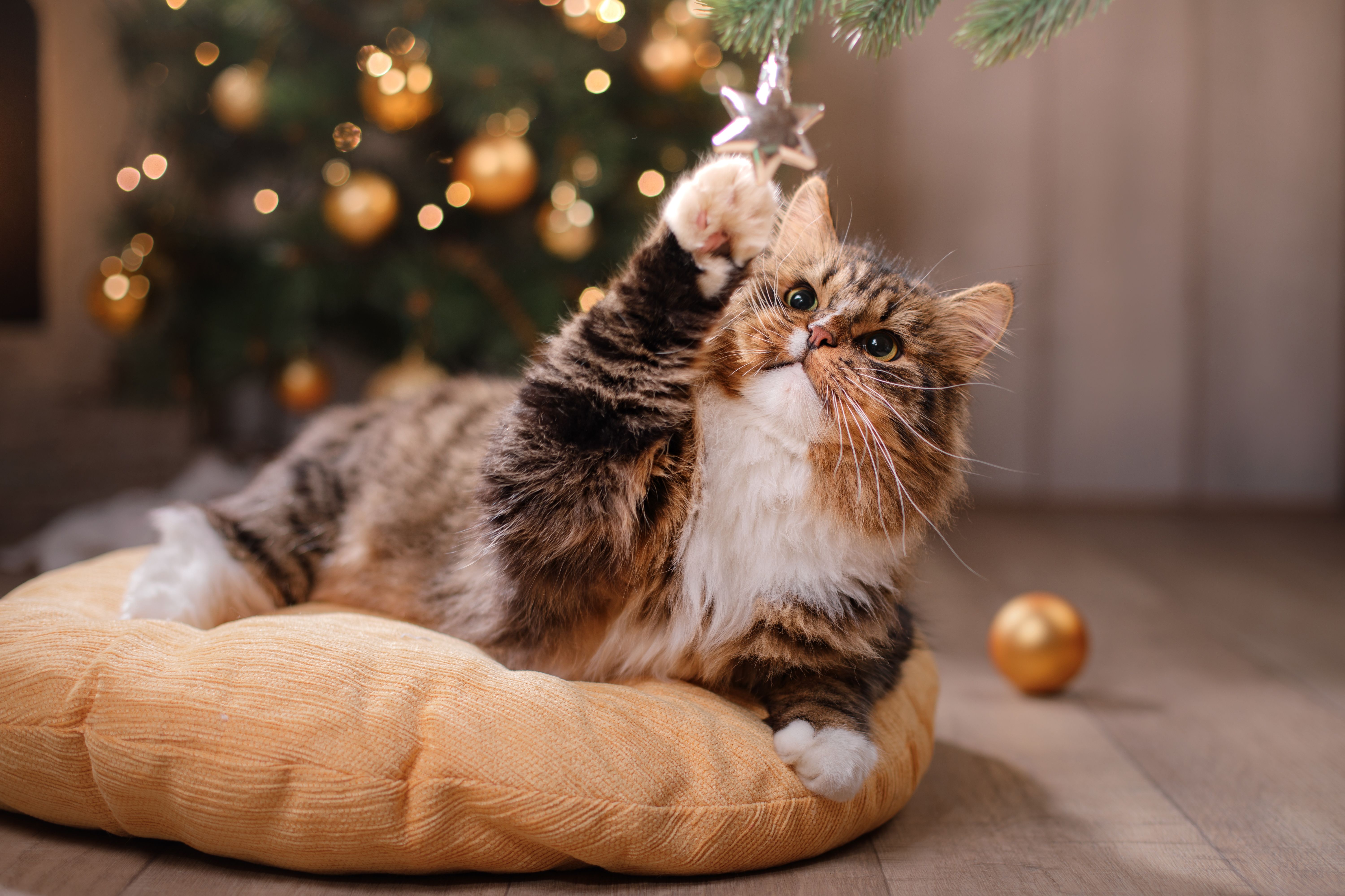 3 Veterinary medicine must-reads for the holiday season