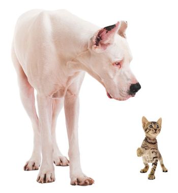dogcat_450.jpg