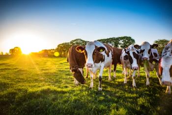Dairy Cows under the sun