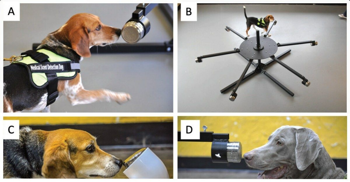 Detect Dog Study reveals trained dogs can detect scent of canine cancer in saliva ...