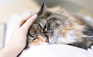 Caring for cats with cardiomyopathies