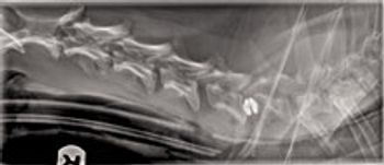 Berlin-Radiograph_NorthStarVETS.jpg