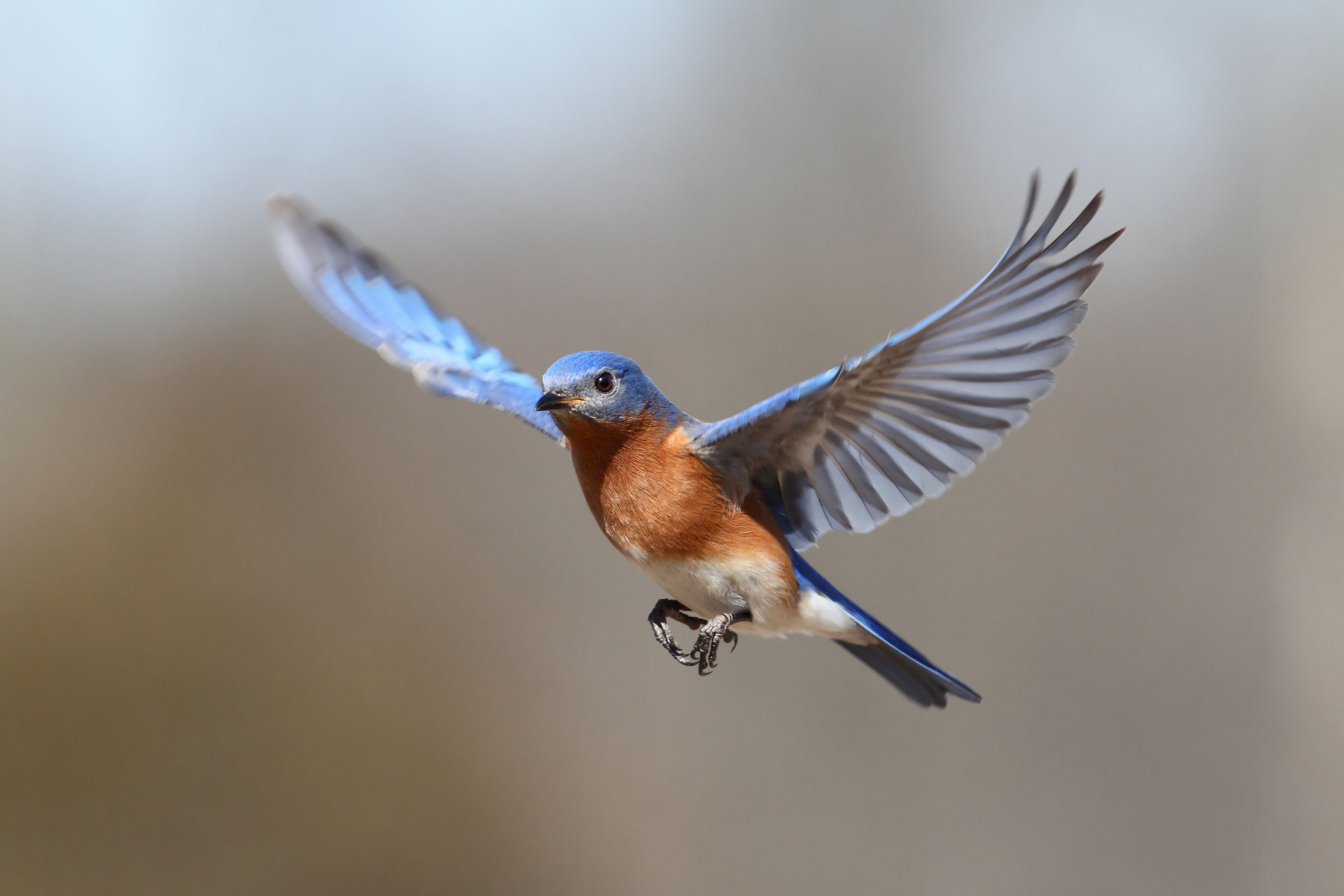 New study reveals small birds have wings that evolve more rapidly than those of large birds New study reveals small birds have wings that evolve more rapidly than those of large birds