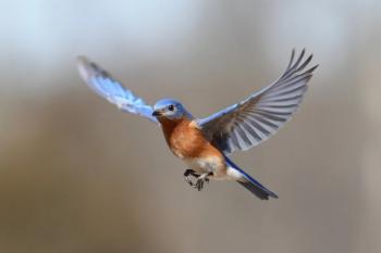 Photo: Steve Byland/Adobe Stock