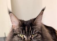 Q&A on treating feline otitis externa and why the cat's ear isn't a small dog's