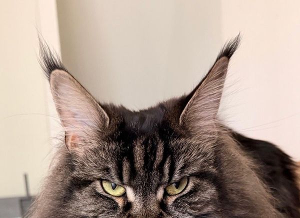 Q&A on treating feline otitis externa and why the cat's ear isn't a small dog's