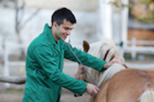 AAEP Celebrates Volunteer Veterinarians Good Works