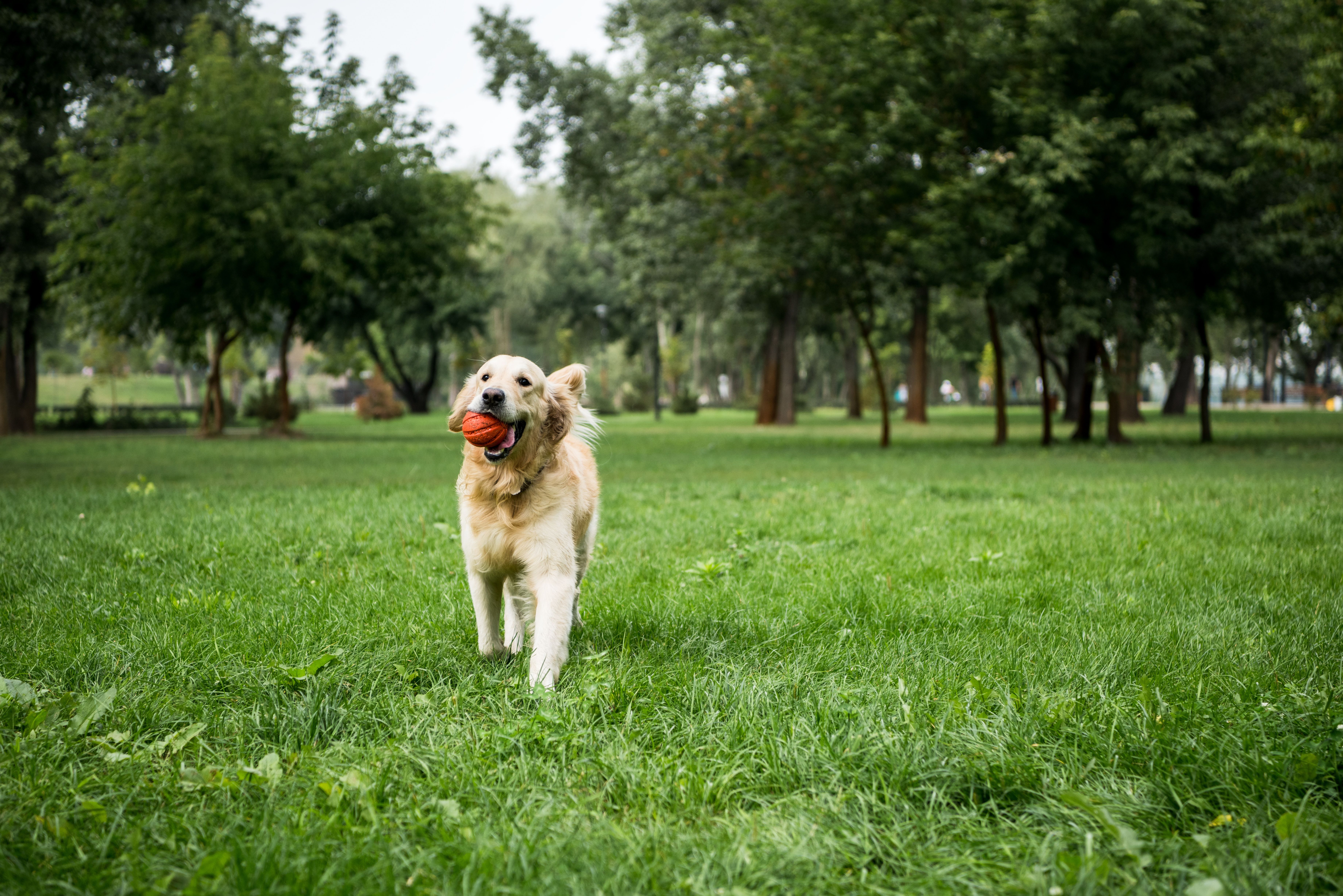 Dog playing in grass