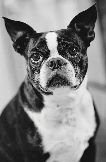 veterinary_pug_9_460-648200-1384340750029.jpg