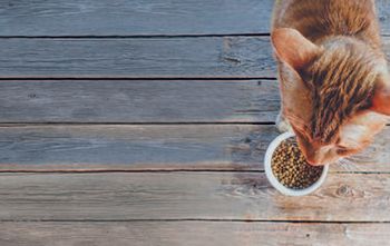 veterinary-cat-food-on-table-shutterstock-580273396-[446309690]-{6369100}-450.jpg