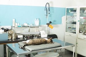 veterinary-cat-exam-room_AdobeStock_57645664-450.jpg
