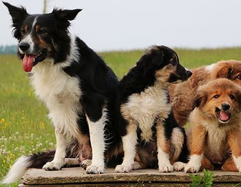 veterinary-breeding-main-1.jpg