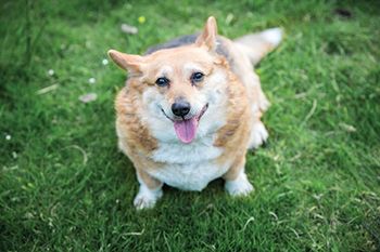veterinary-obese-corgi-small-dog-grass-AdobeStock_159654200_450.jpg