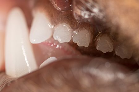 veterinary-cat-teeth_AdobeStock_219517074-450.jpg