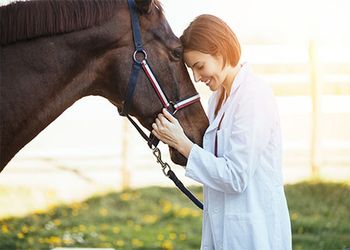 horse survey