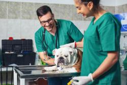 Varian Veterinary Oncology to host inaugural 2-day clinical educational program