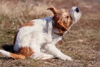Itchy dog