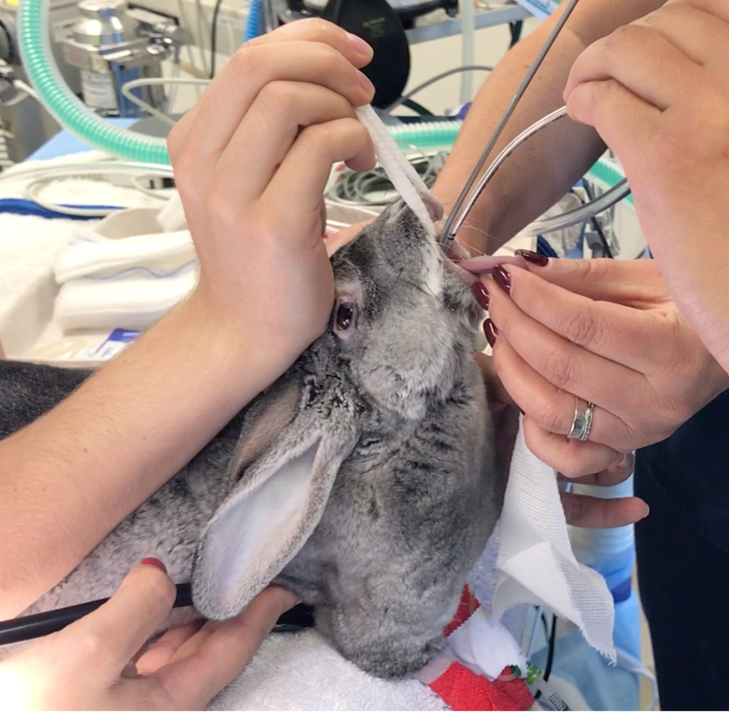 Rabbit endotracheal intubation: Yes, you can do it! (Part 2)