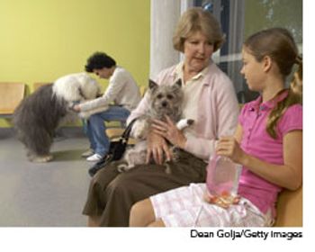 veterinary_sick_pets_wd-587980-1384515626051.jpg